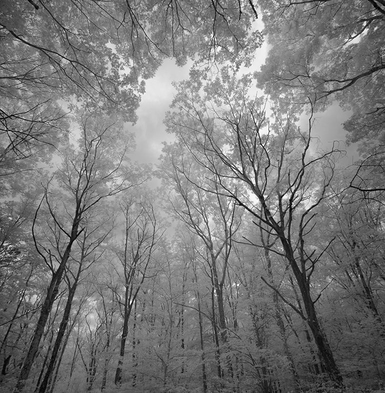 Forest Trees and Canopy in Infrared.